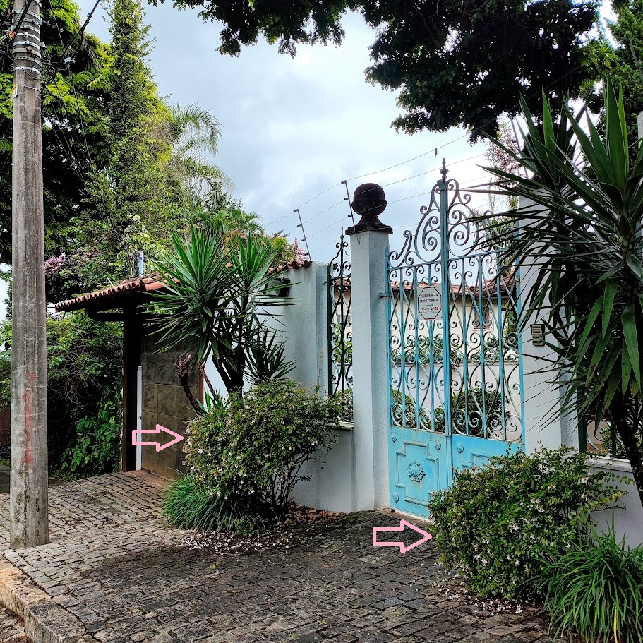 Arbustos de abélia-da-china.