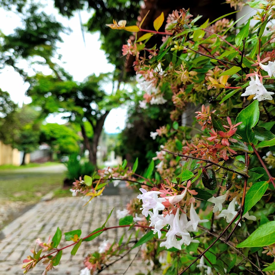 Abélia da china (Abelia X grandiflora)