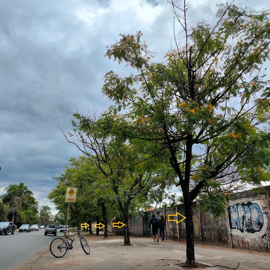 Tipuanas floridas.