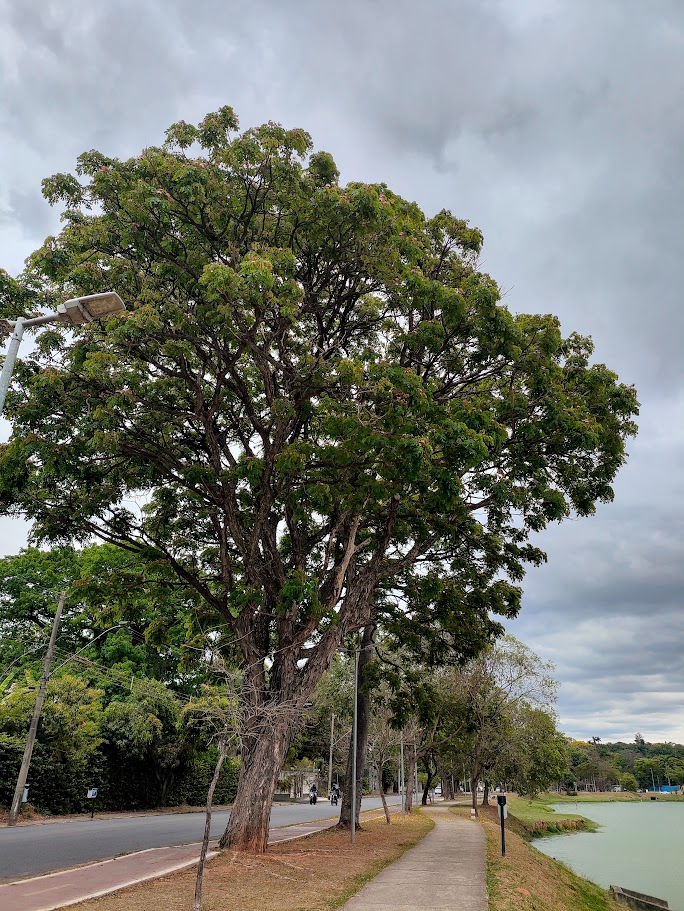 Bordão-de-velho florido.
