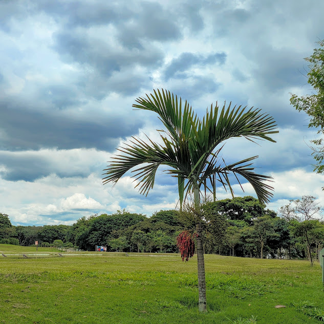 Palmeira-solitária.