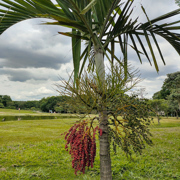 Inflorescências, frutos imaturos e frutos maduros da palmeira-solitária.