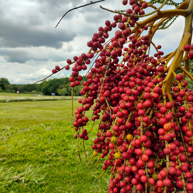 Frutos da palmeira-solitária.