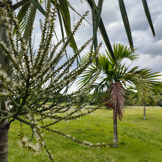 Inflorescência da palmeira-solitária.