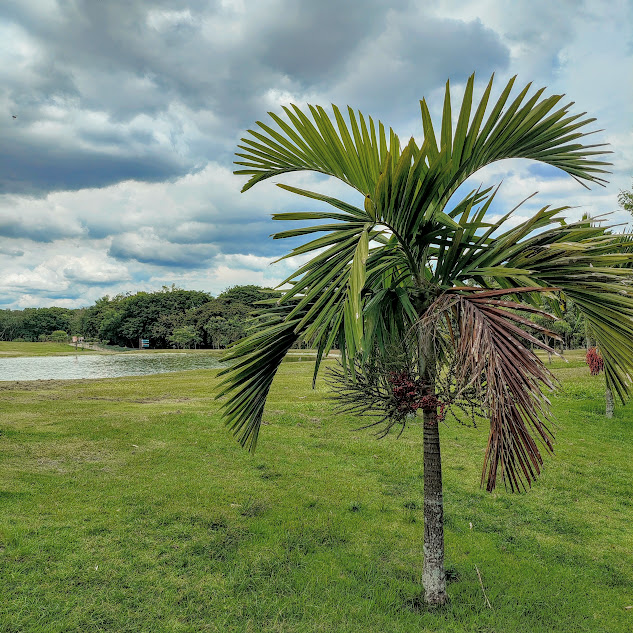 Palmeira-solitária isolada.