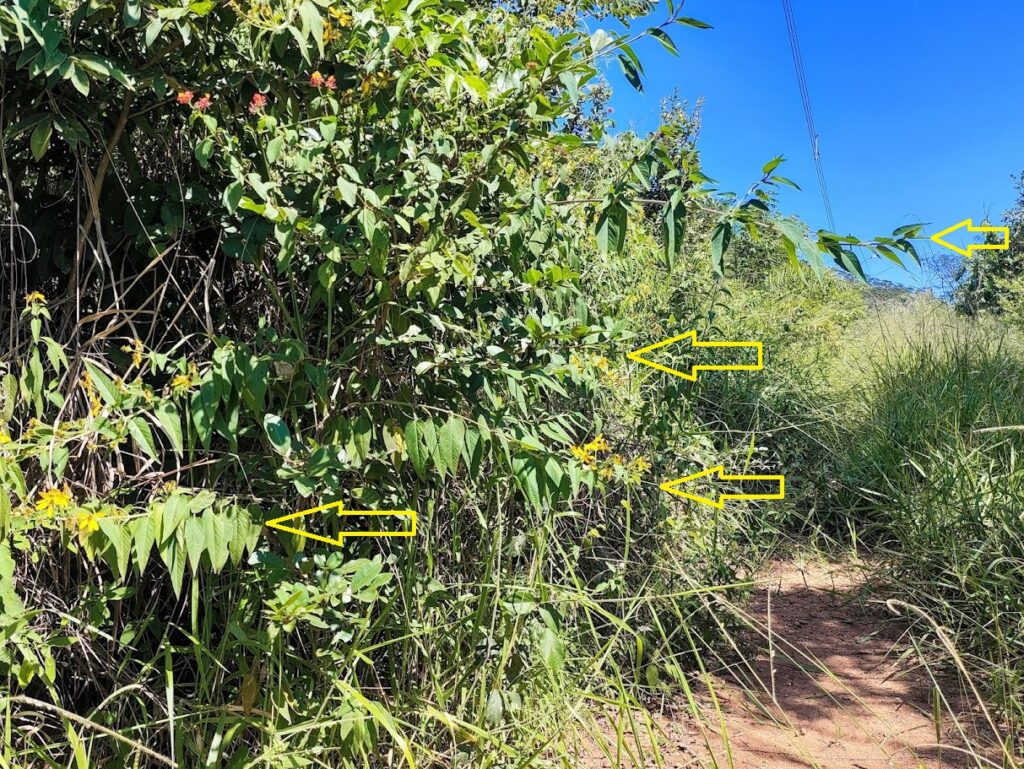 Picão-amarelo em borda florestal.