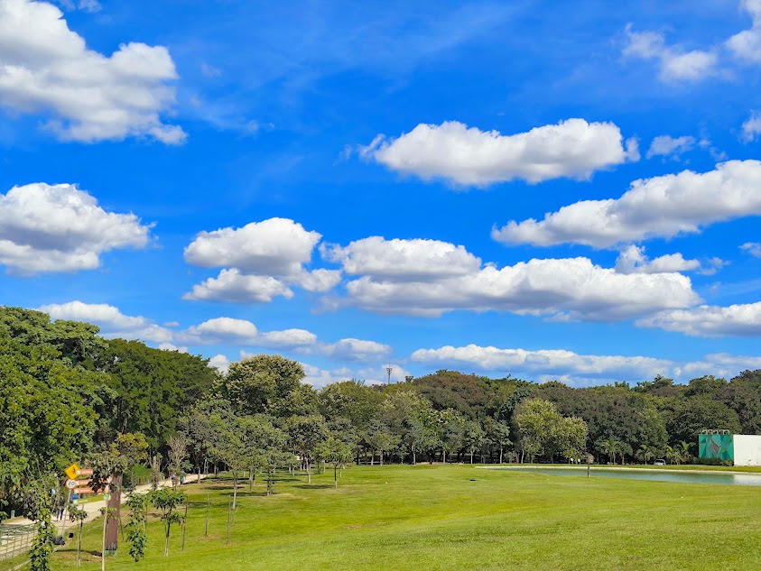 Gramado verdejante do Parque Ecológico da Pampulha - BH.