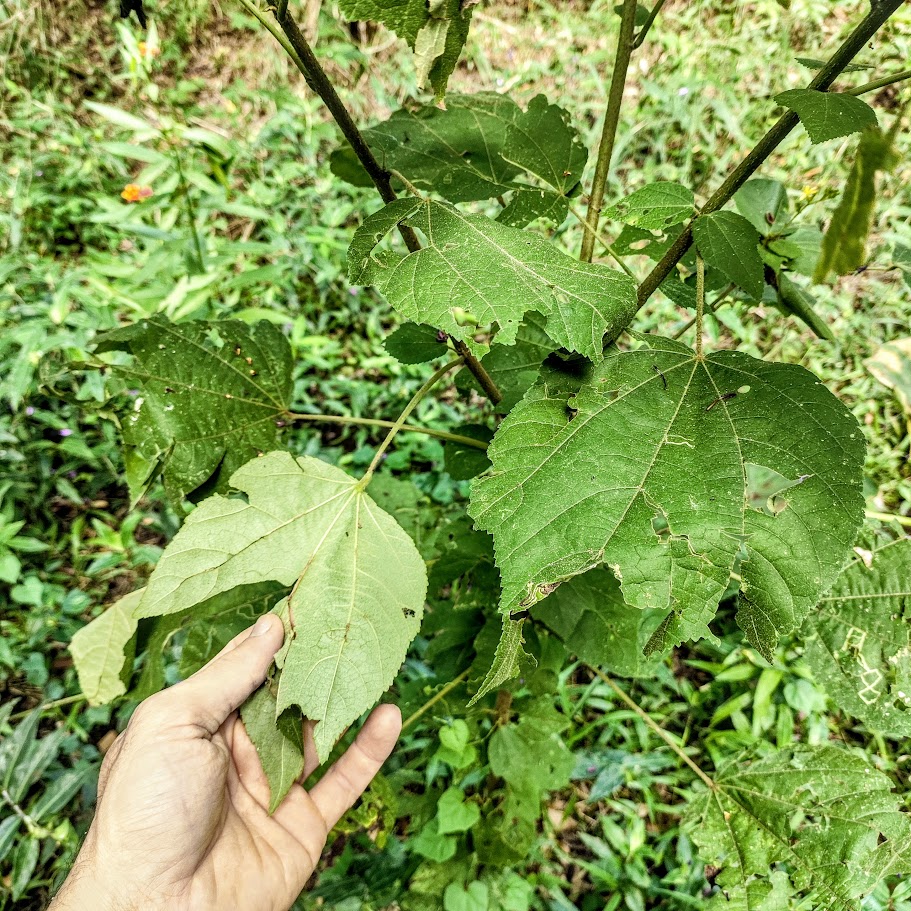 Carrapicho (Triumfetta semitriloba)
