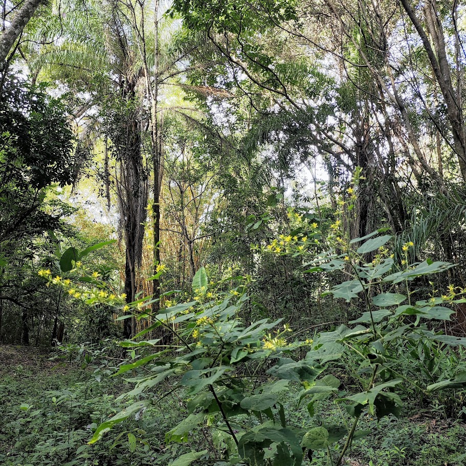 Carrapicho (Triumfetta semitriloba)