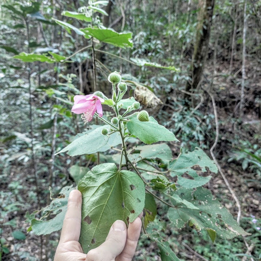Folhas e flores da malva-da-floresta.