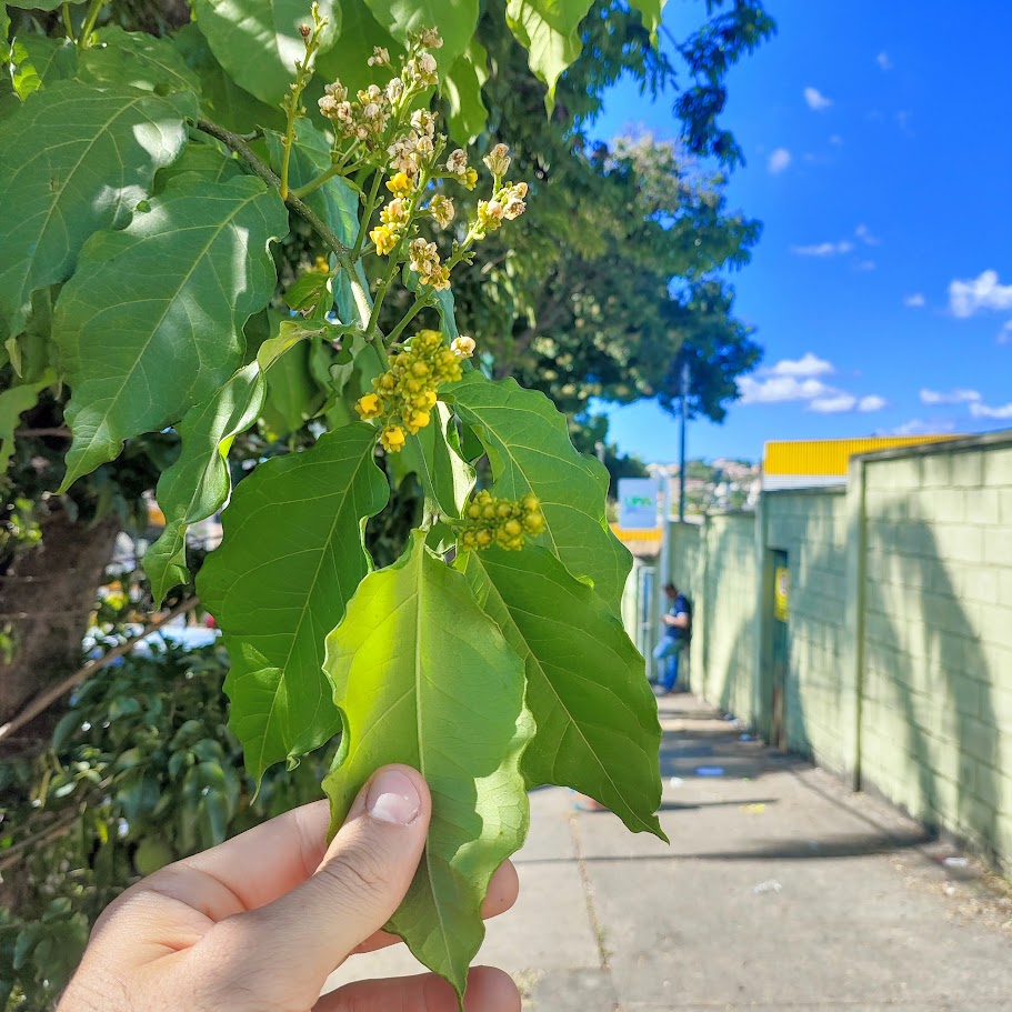Folhas e flores da caferana.