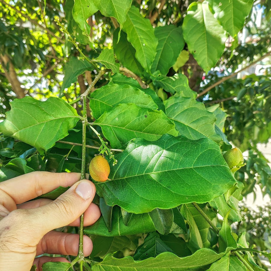Folhas e frutos da caferana.