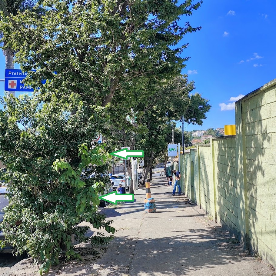 Caferana presente em arborização.