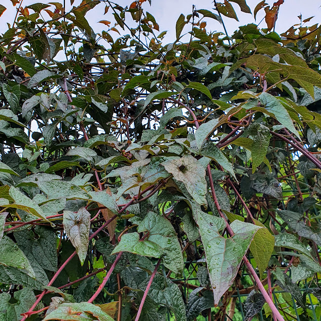 Folhagem e ramos da Ipomoea dumetorum.