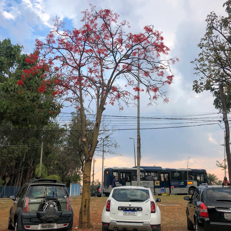 Corticeira-da-Serra florida.