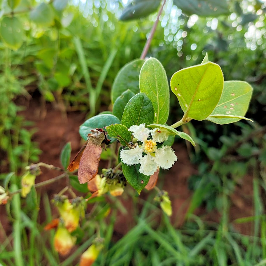 Flor da pragua.