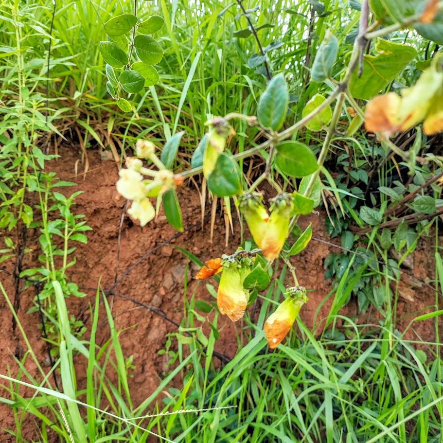 Frutos da pragua.