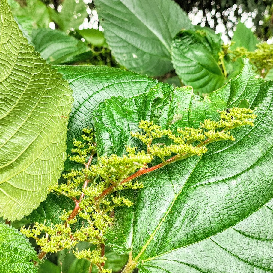 Urtiga vermelha (Laportea aestuans) Flores da utiga-vermelha.