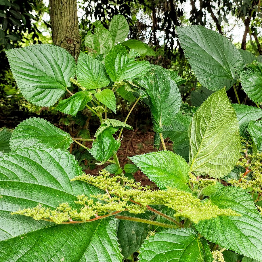 Folhas e inflorescências da urtiga-vermelha.