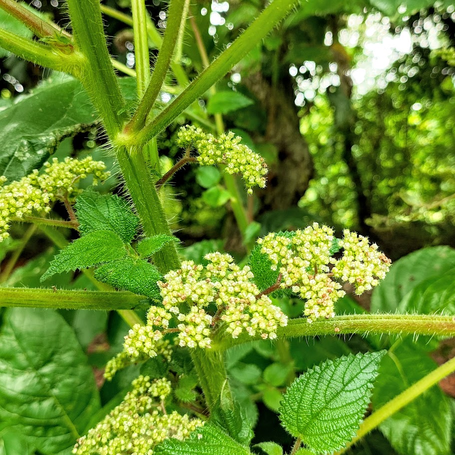 Flores da utiga-vermelha.