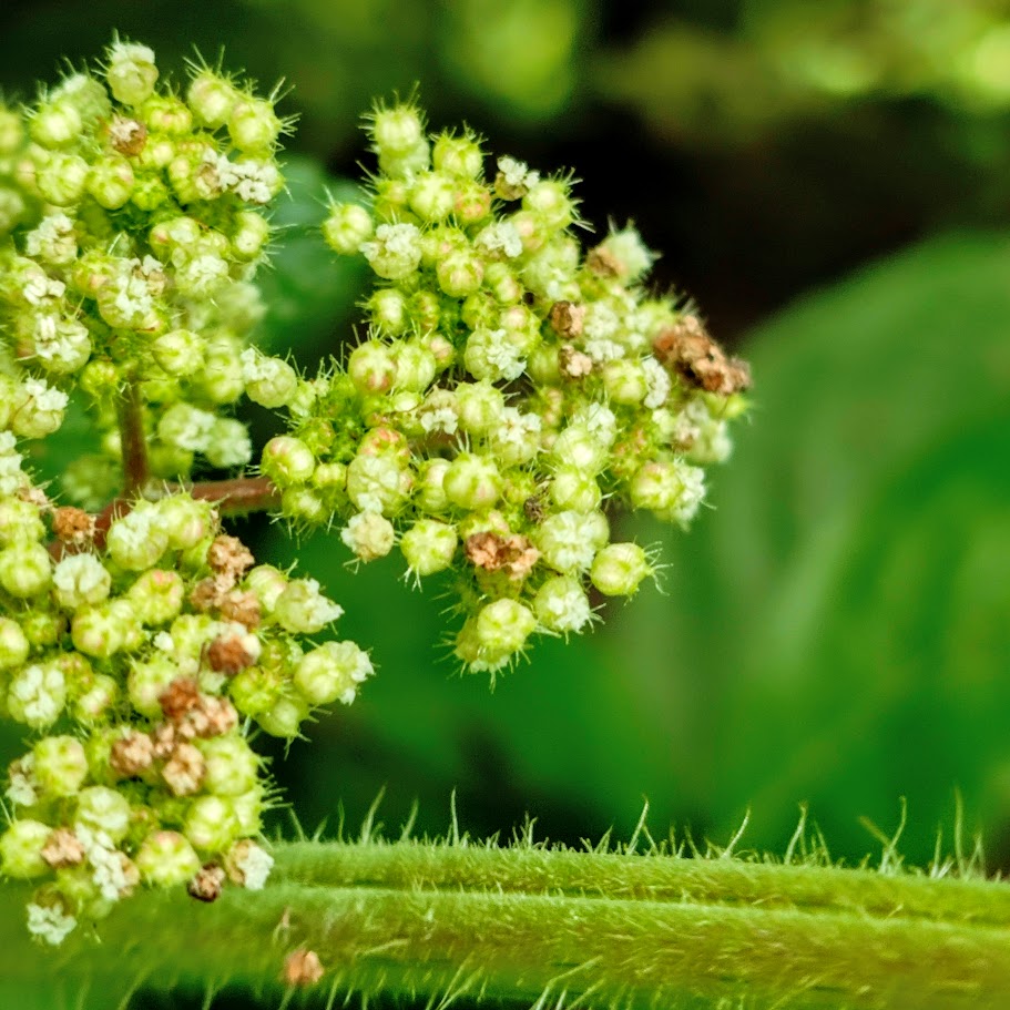 Flores da urtiga-vermelha.