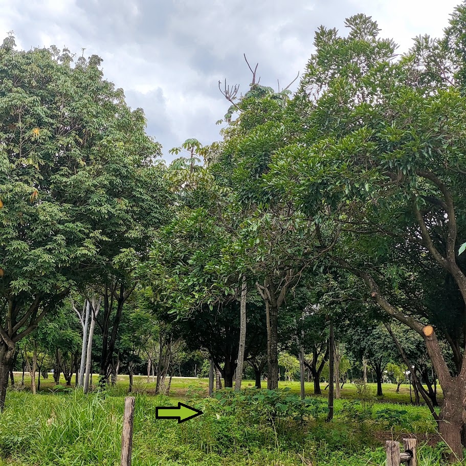 Maciço espontâneo de urtigas-vermelhas.