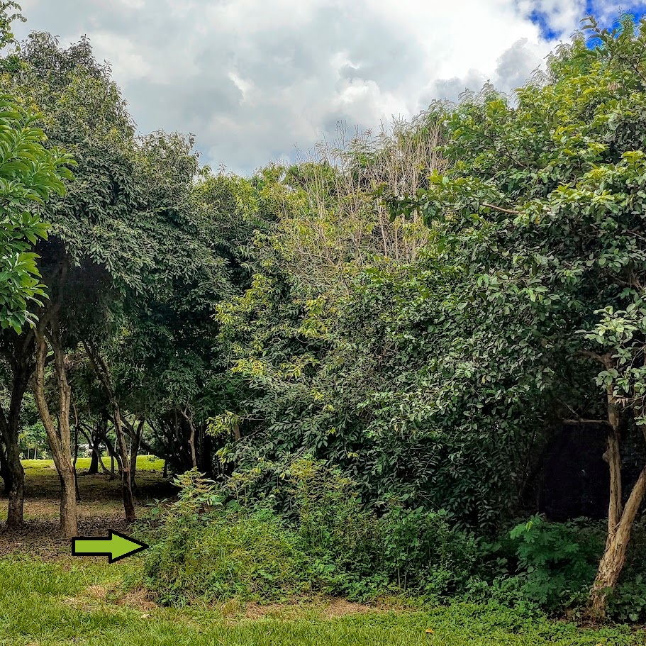 Maciço espontâneo de urtigas-vermelhas.