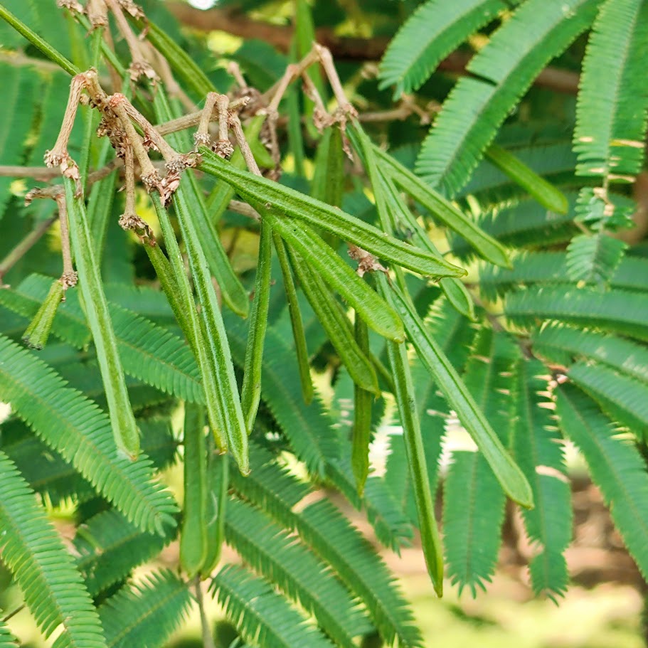 Frutos da farinha-seca.