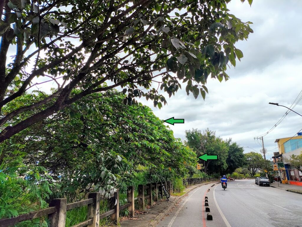 Ingá-de-macaco na beira de córrego.