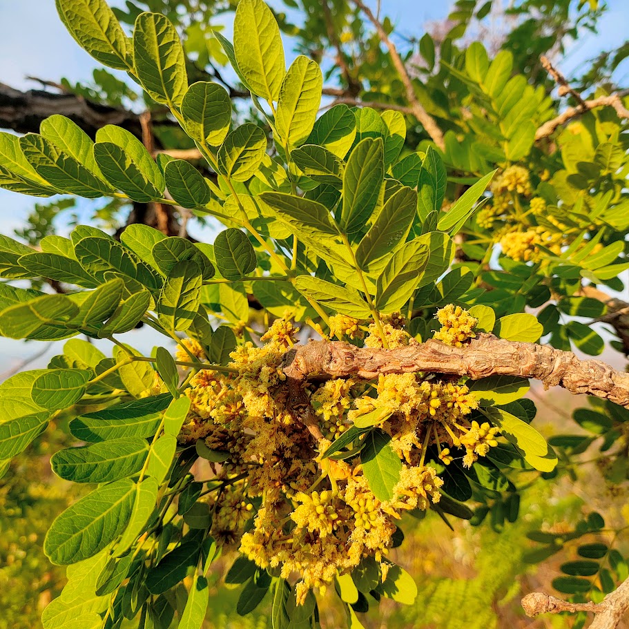 Angico de minas (Enterolobium gummiferum)