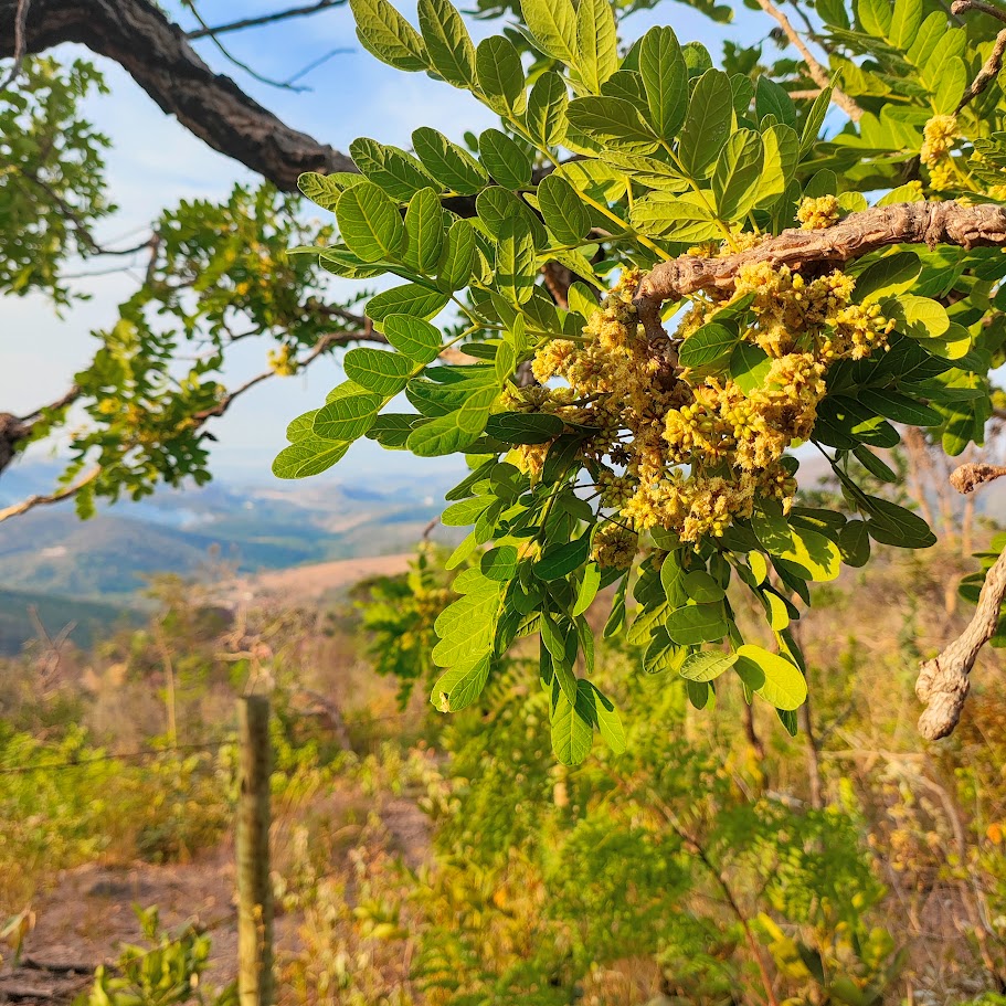 Angico de minas (Enterolobium gummiferum)