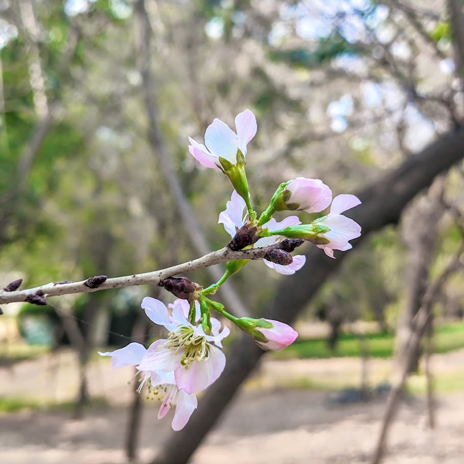Flor da sakura.