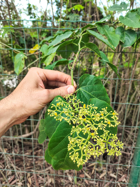 Inflorescência da uva-do-mato.