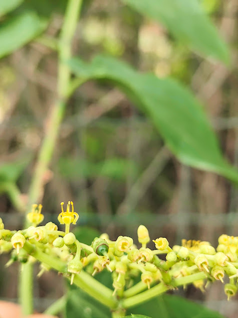 Detalhe das flores da uva-do-mato.