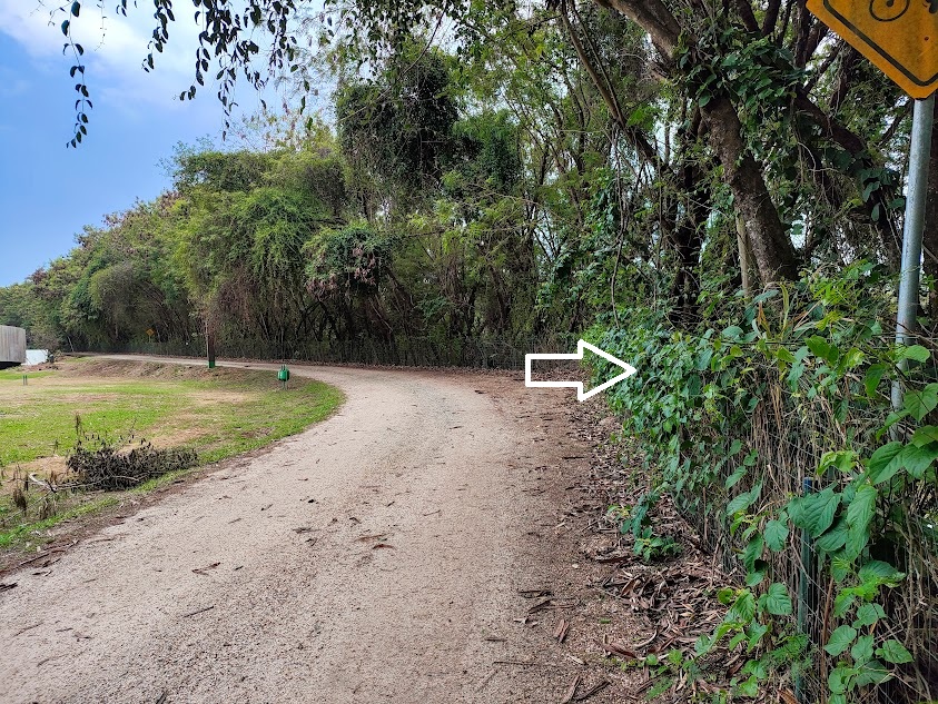Uva-do-mato sobre grade - Parque Ecológico da Pampulha - BH. 19/10/2024
