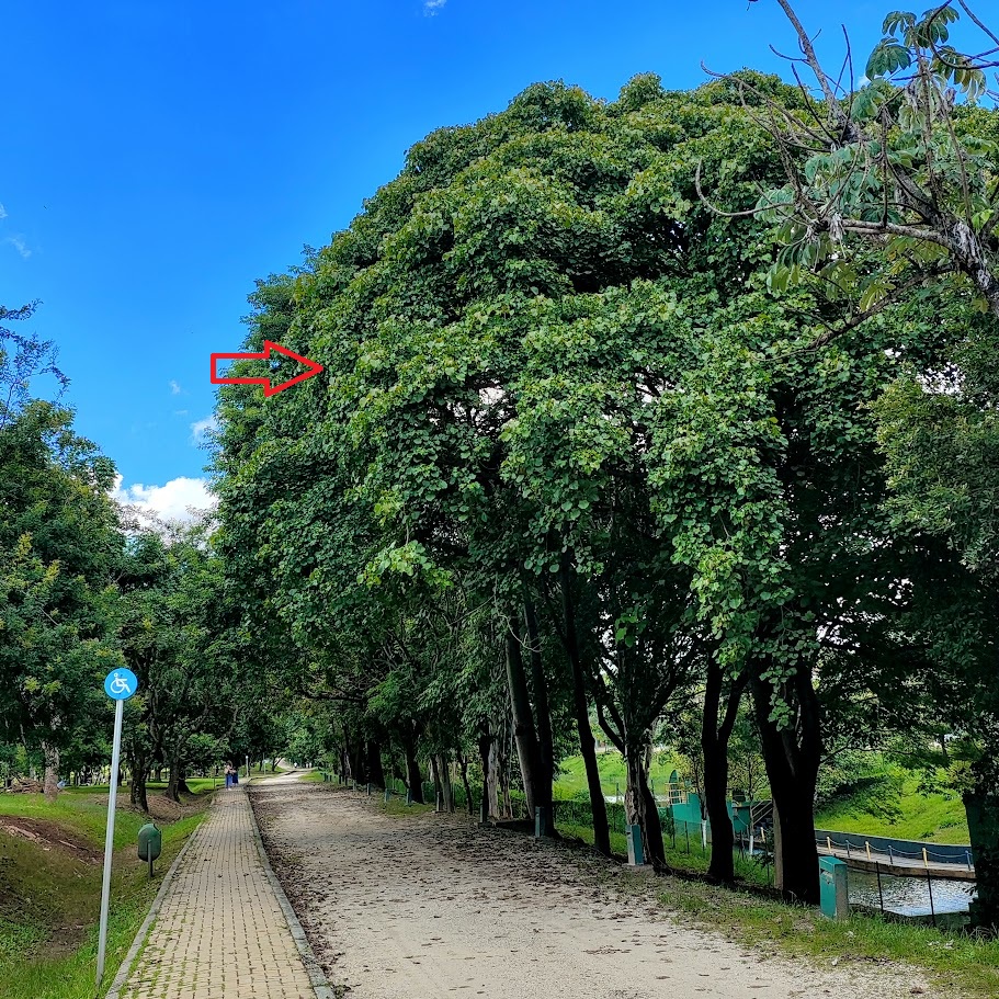Açacu.