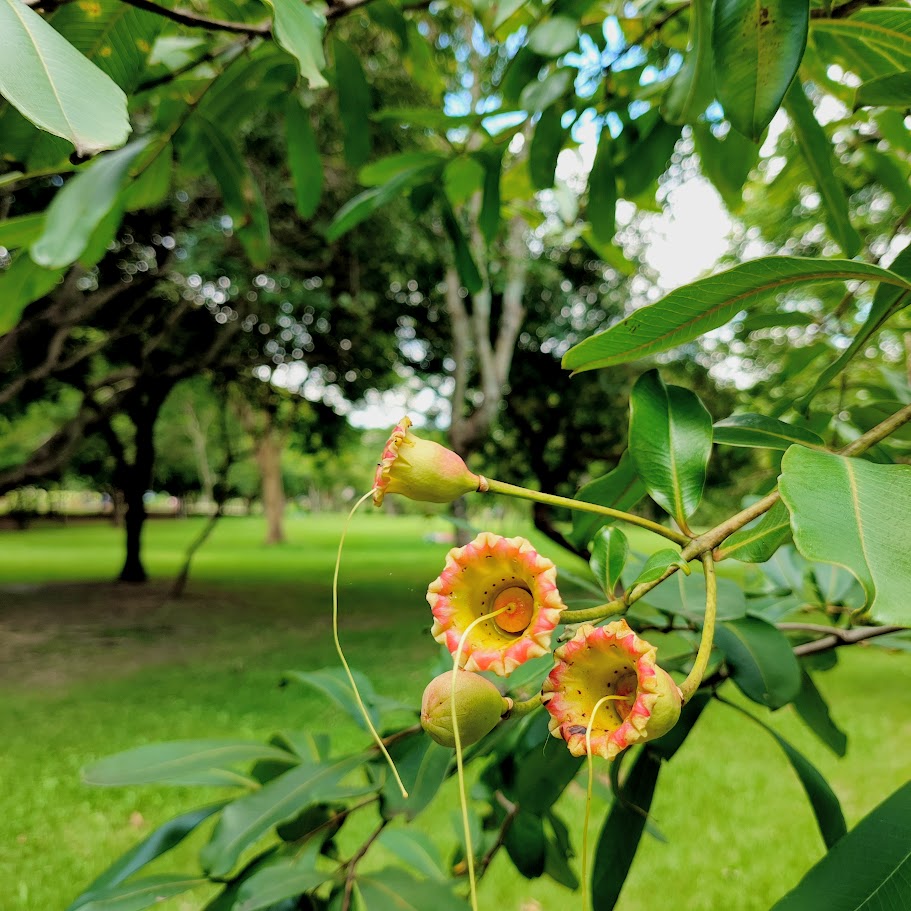 Mirindiba rosa (Lafoensia glyptocarpa) Mirindiba rosa (Lafoensia glyptocarpa)