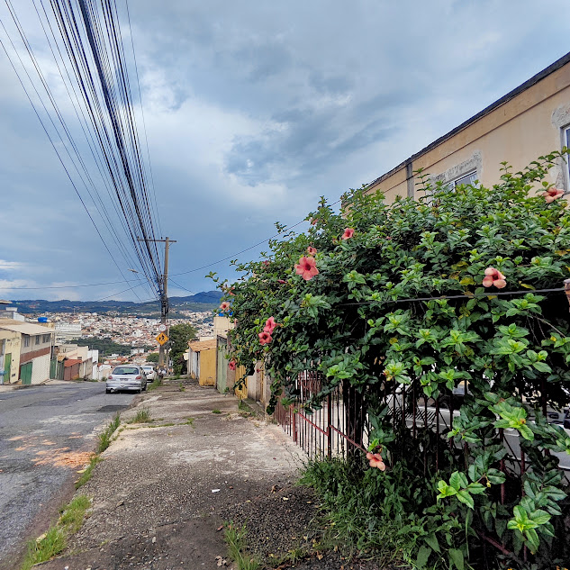 Alamanda-roxa florida.
