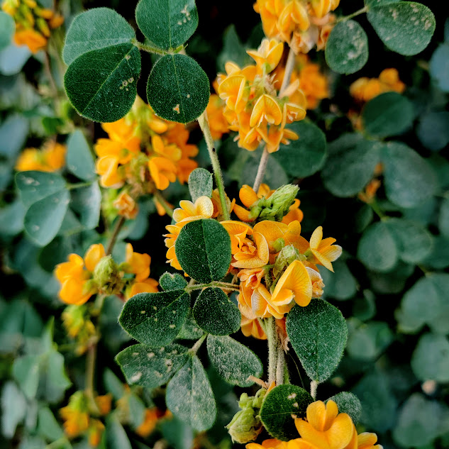 Folhas e flores da pela-bucho.