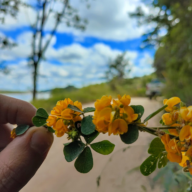 Folhas e flores da pela-bucho.