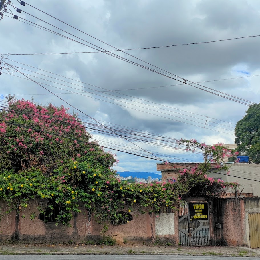 Amor-agarradinho sobre muro.