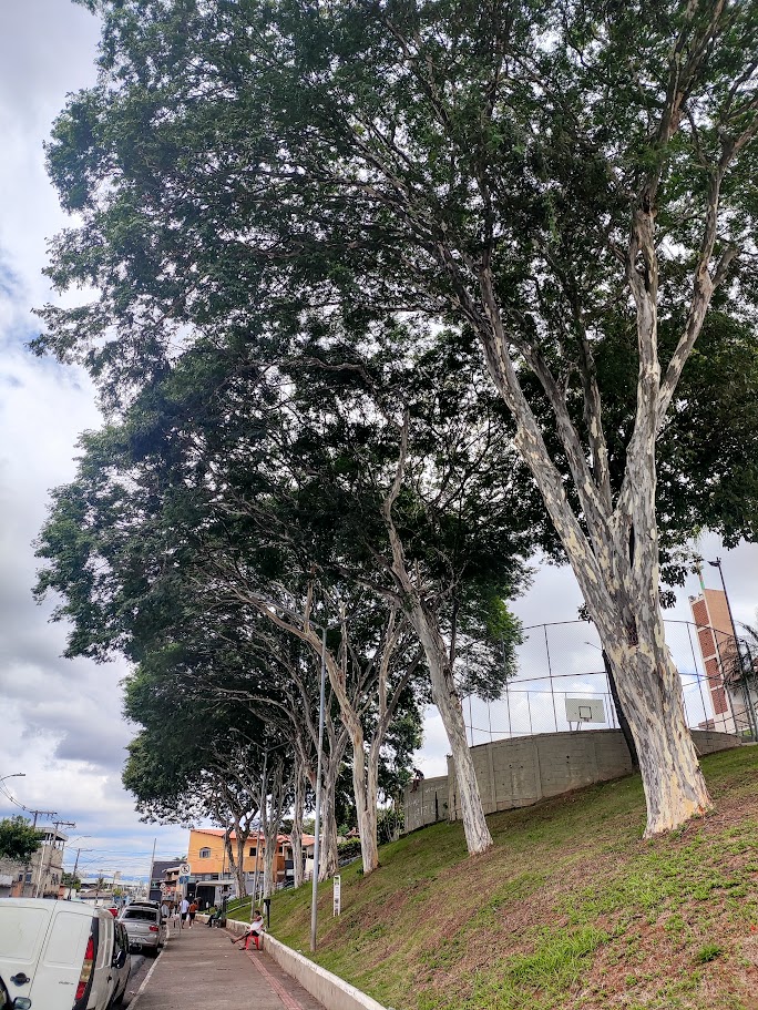 Sequência de paus-ferro.