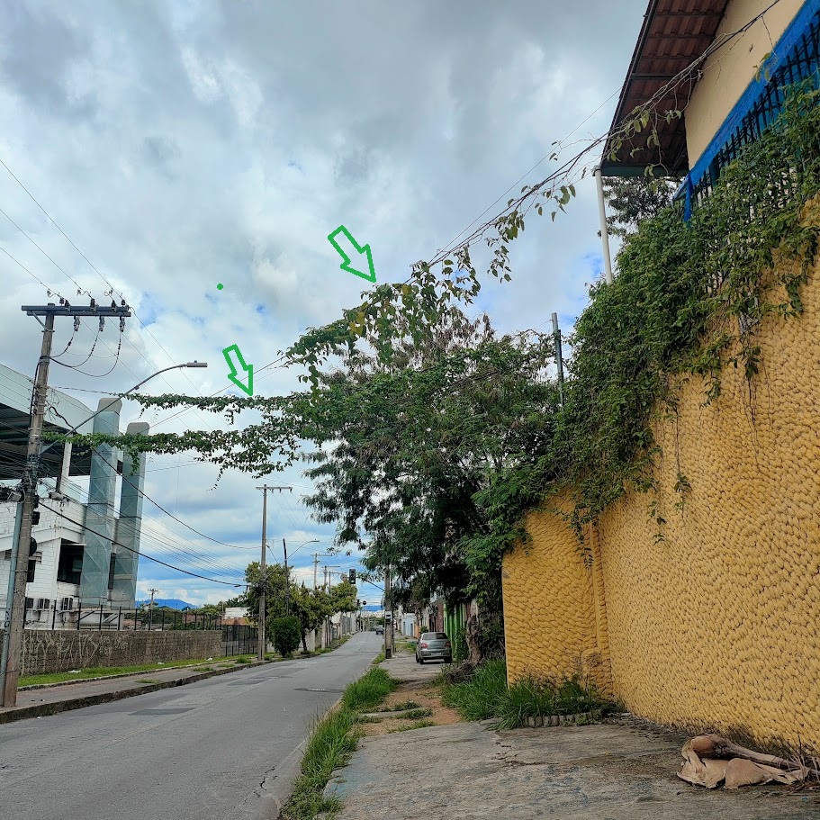 Uva-do-mato sobre fiação.