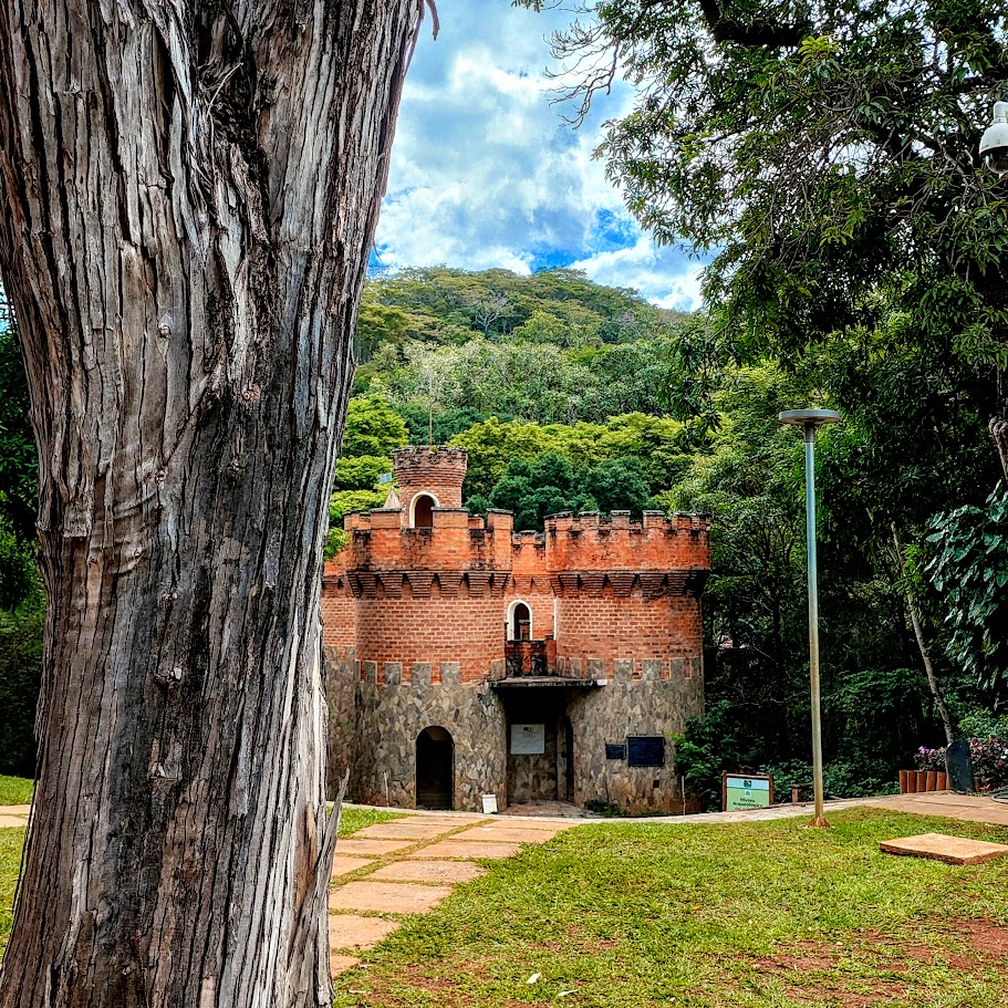Tronco do pau-de-viola.