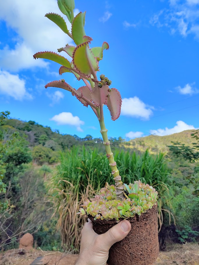 Mudas de kalanchoe sp.