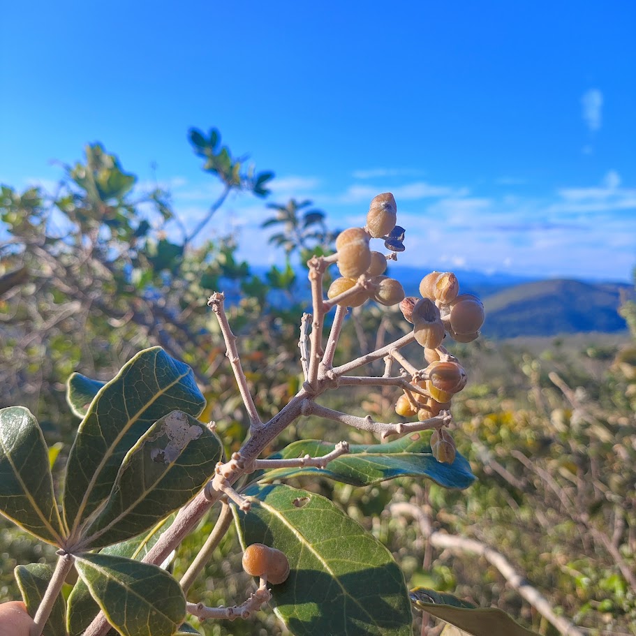 Frutos do mandioqueiro-do-cerrado.