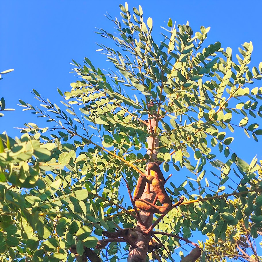 Folhas e frutos do barbatimão-verdadeiro.