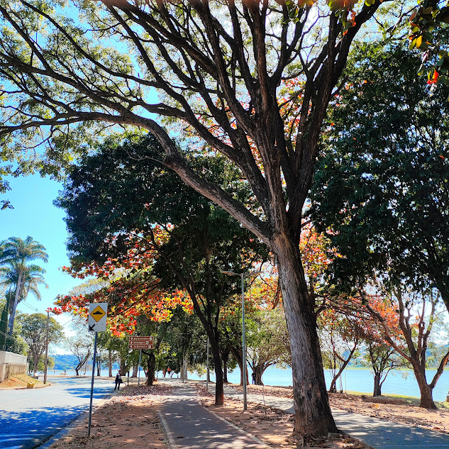 Amendoeiras de folhas vermelhas.