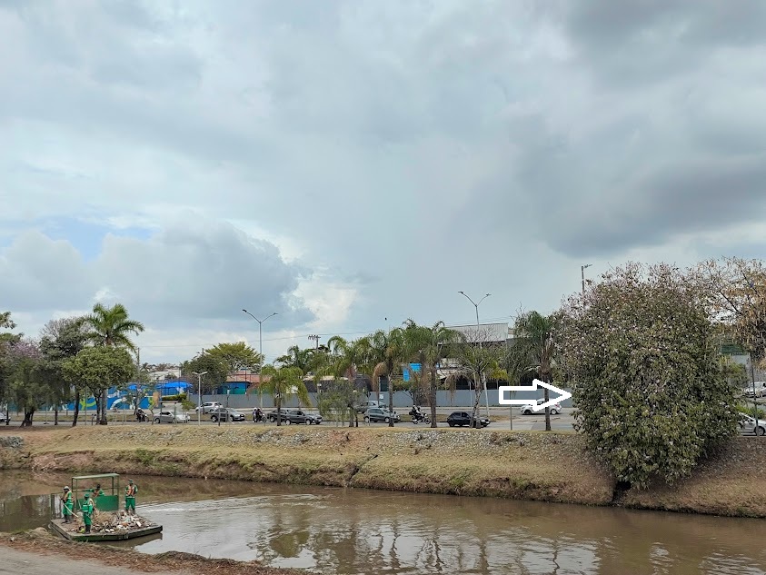 Pata-de-vaca florida.