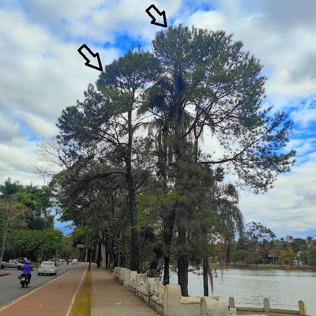 Pinheiros pinus.